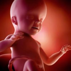 Fotografija fetusa,fotografija abdomena, ultrazvuk i video o razvoju djeteta.Koliko beba ima u 26 sedmici?