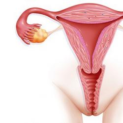 Bei einer Eileiterschwangerschaft vergrößert sich die Gebärmutter oder auch nicht