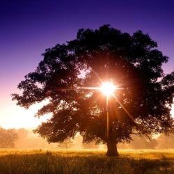 Energiehilfe der Familie... Stärkung des Stammbaums und Zurechtweisung der Familie